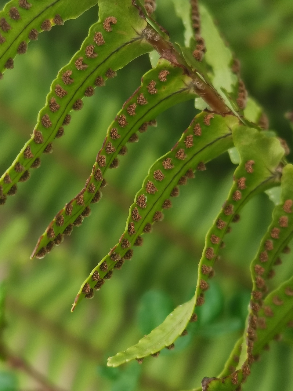 农村常见的蕨类植物图片