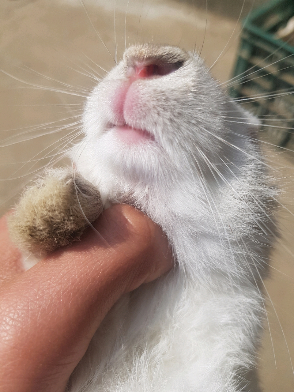 大家猜猜看这是什么动物的嘴巴!