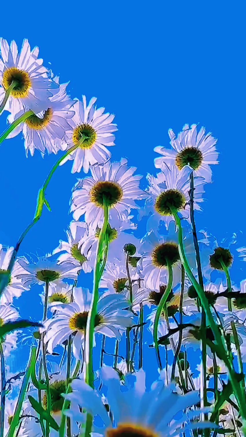 美丽的小雏菊不辜负炎炎夏日