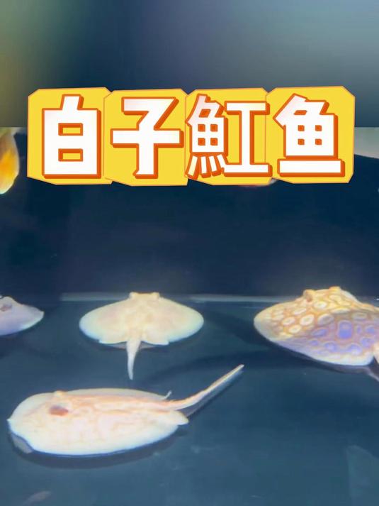 白子魟鱼