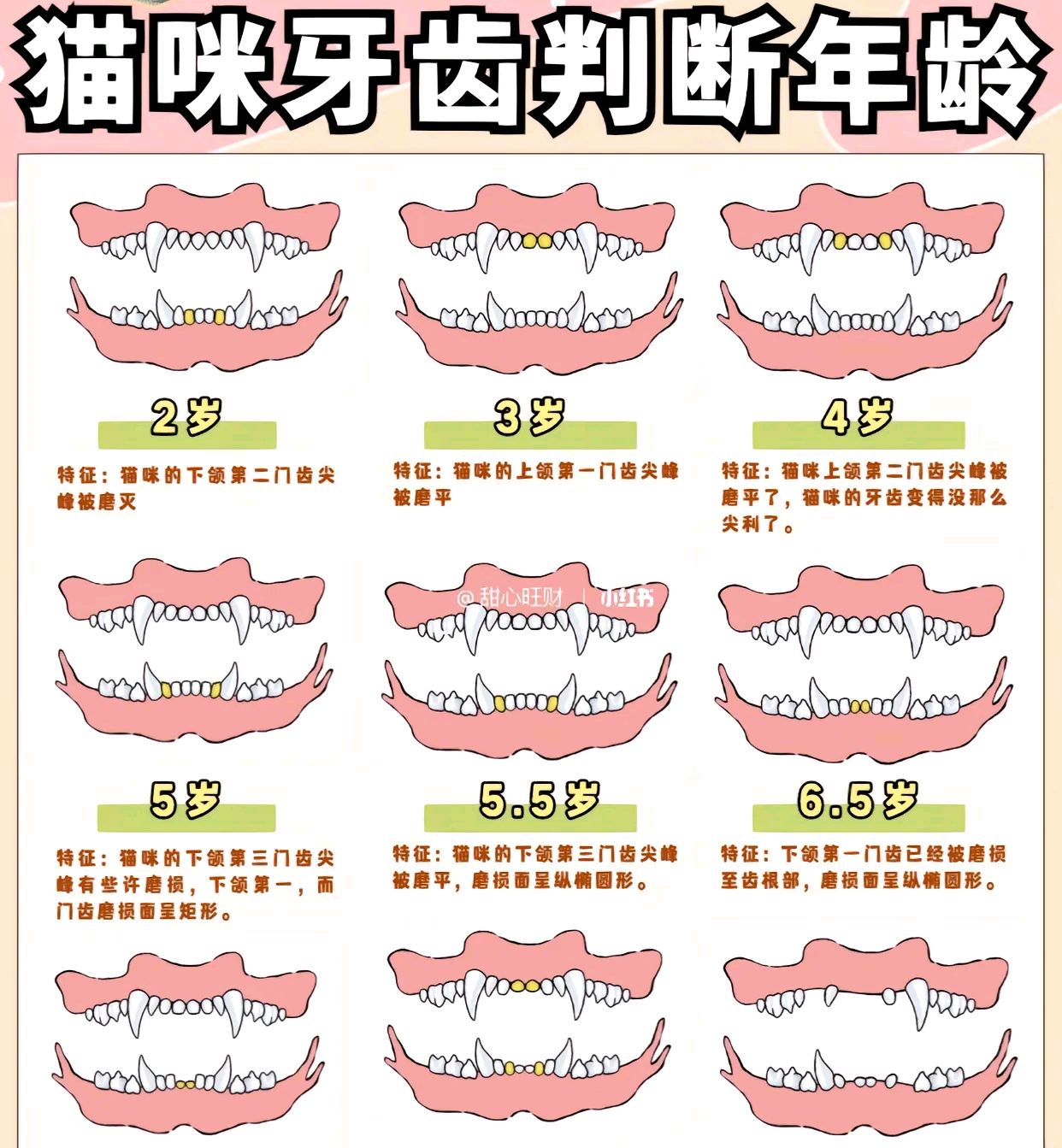 小猫年龄判断图图片