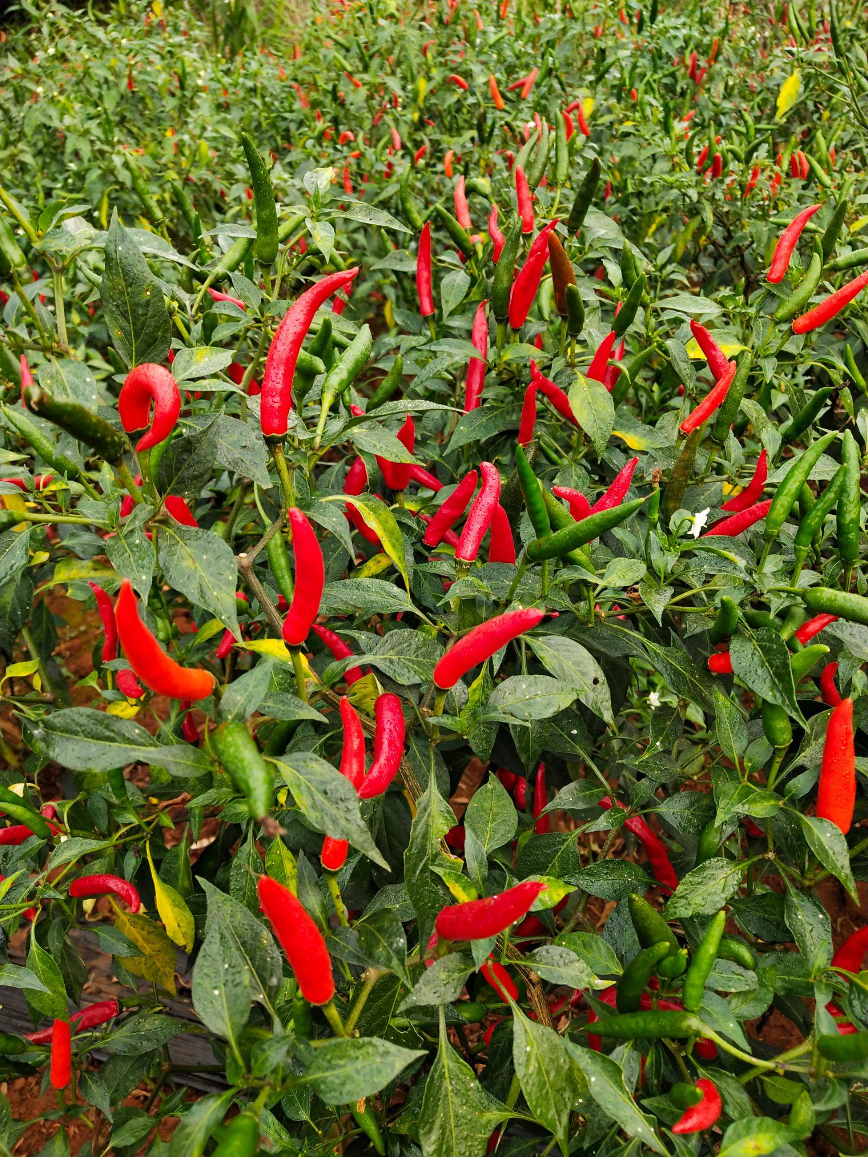 小米椒,是中国辣椒品种中的一颗璀璨明珠,它不仅以其