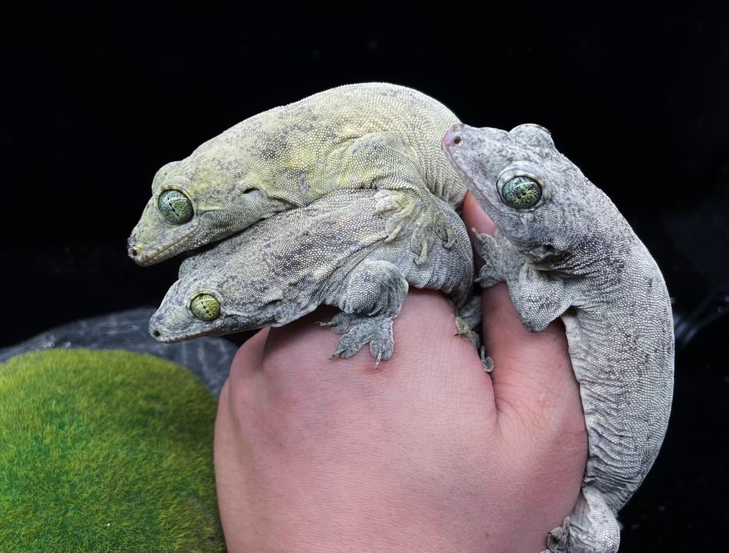 太平洋巨人守宫