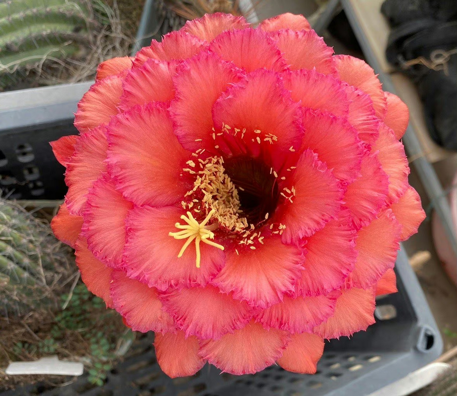 毛花柱:格莱瑟的荣耀(自花) 品种来自国外栽培者,由"格莱瑟的荣耀"自