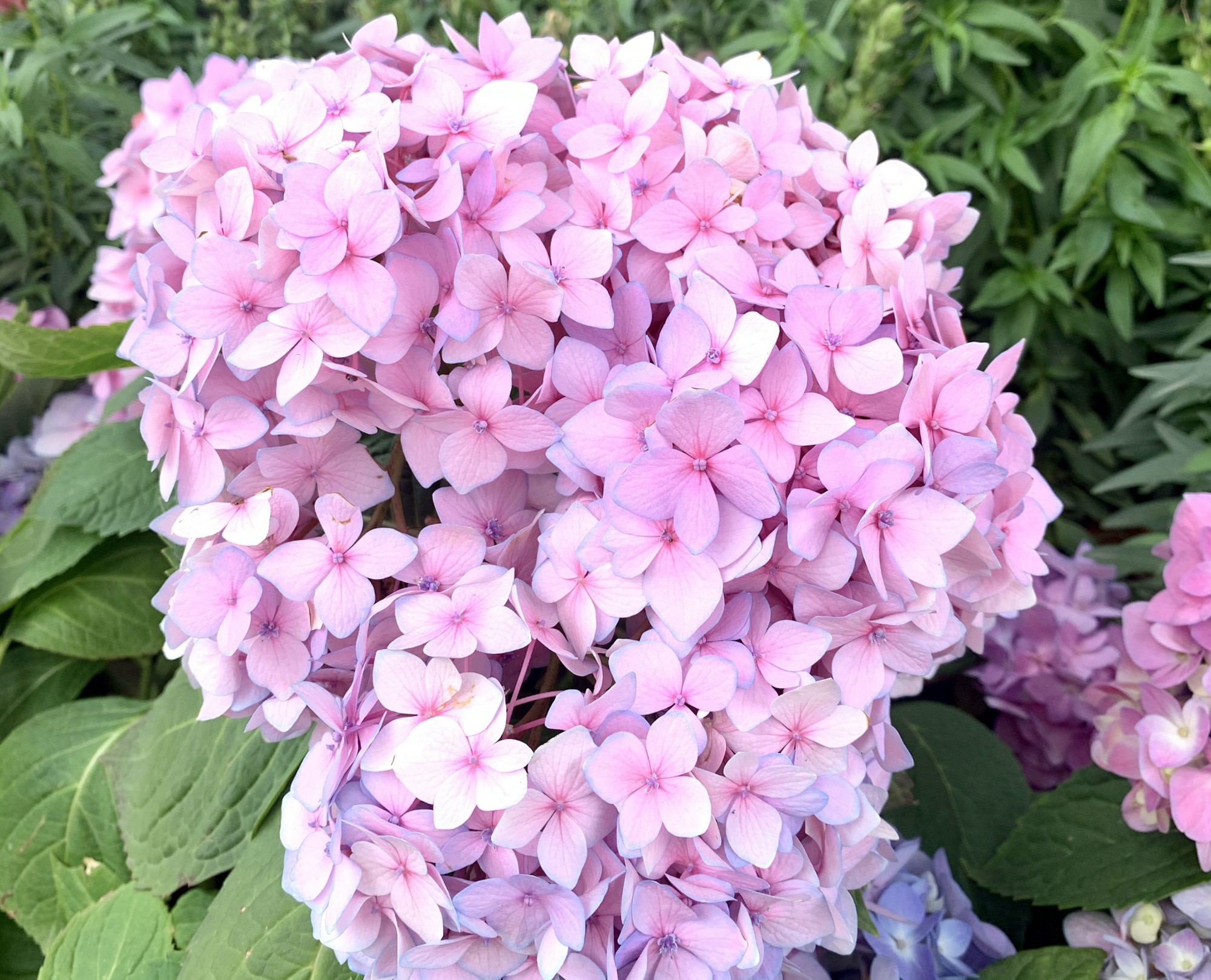 绣球花到底有多少种颜色?