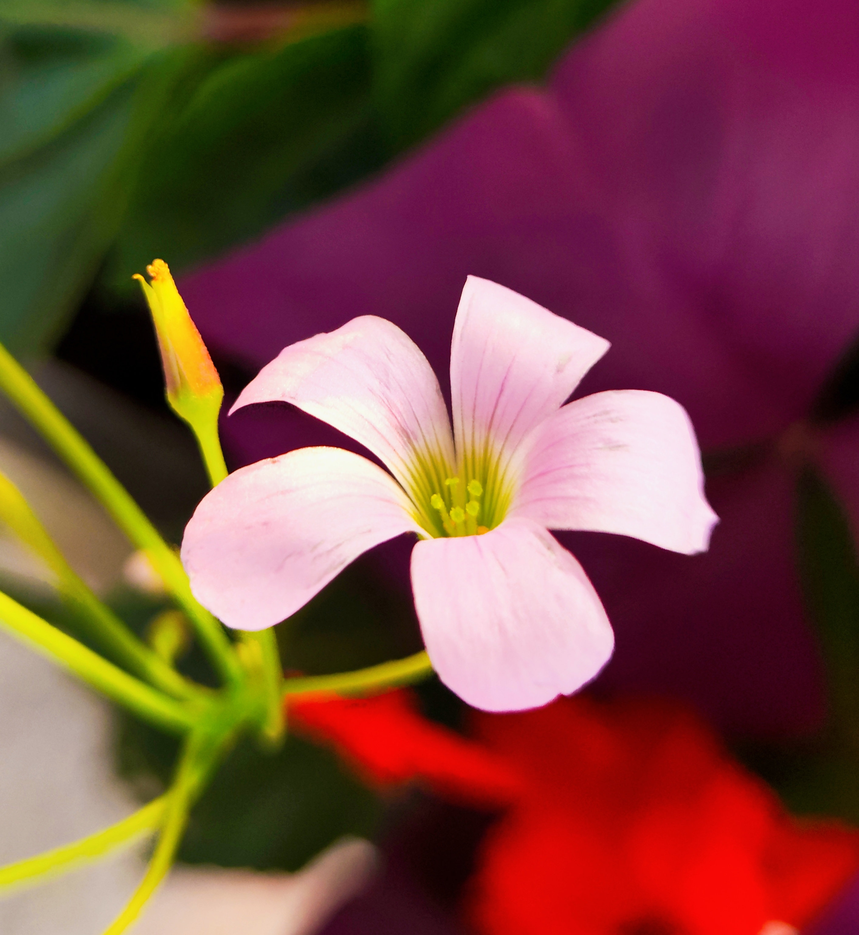 例如,三角紫叶酢浆草,就非常典型,因其外形而得名.