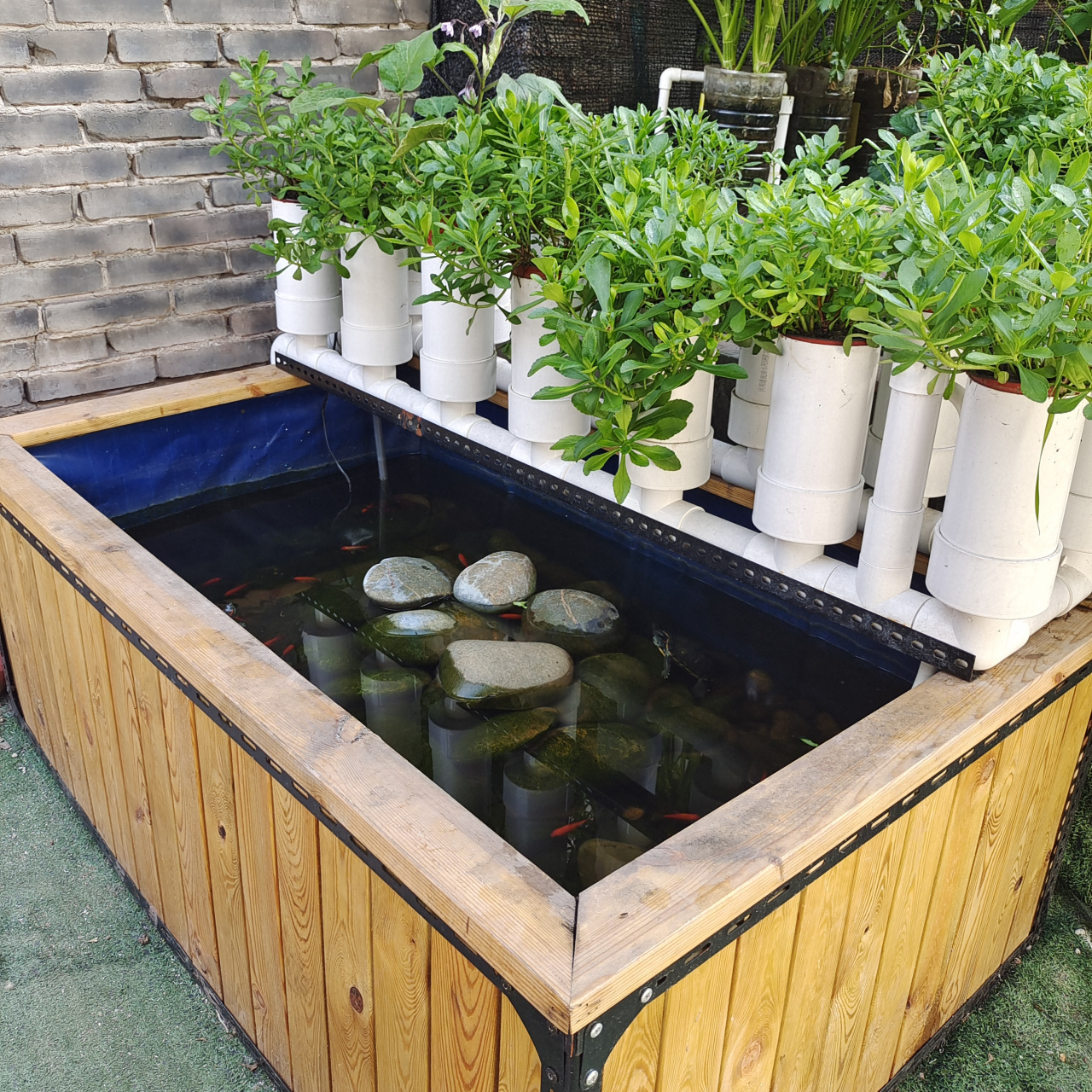 鱼菜共生系统就是水产养殖过滤系统,换个名称很多人就理解不了,其实