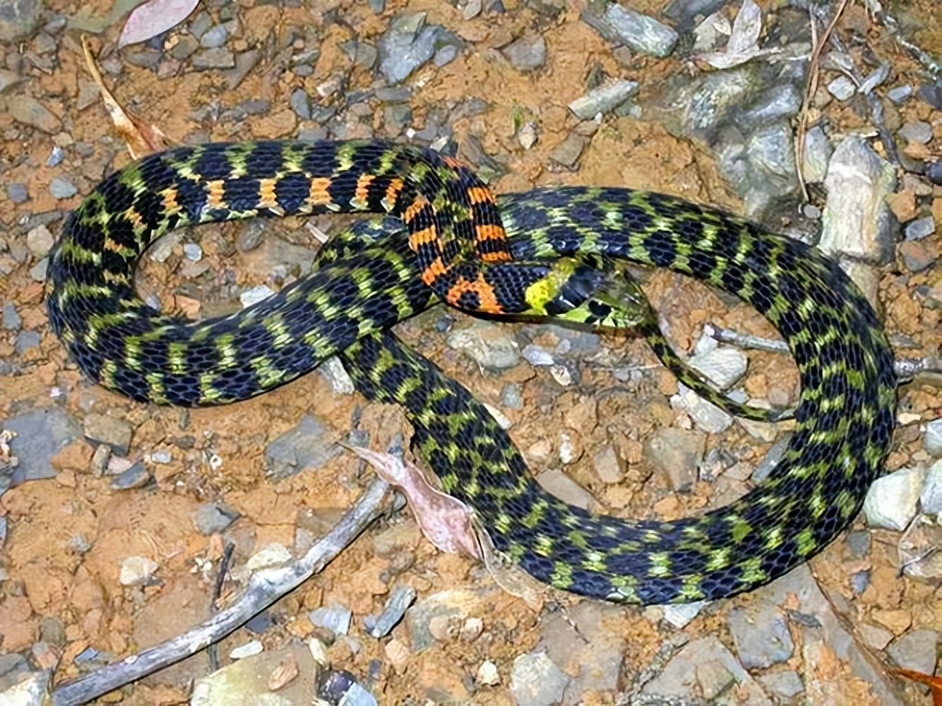 江苏野生蛇类大揭秘:剧毒蛇,无毒蛇究竟有何不同?