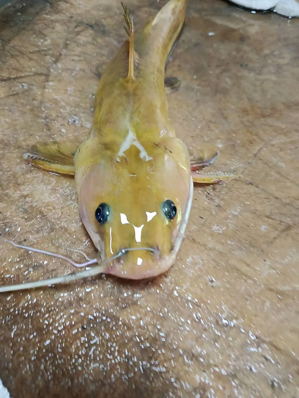 不知道在菜市场,这种野生黄辣丁能不能卖到20块钱一斤呢?