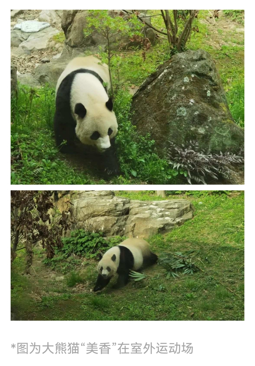 美国熊猫美香图片