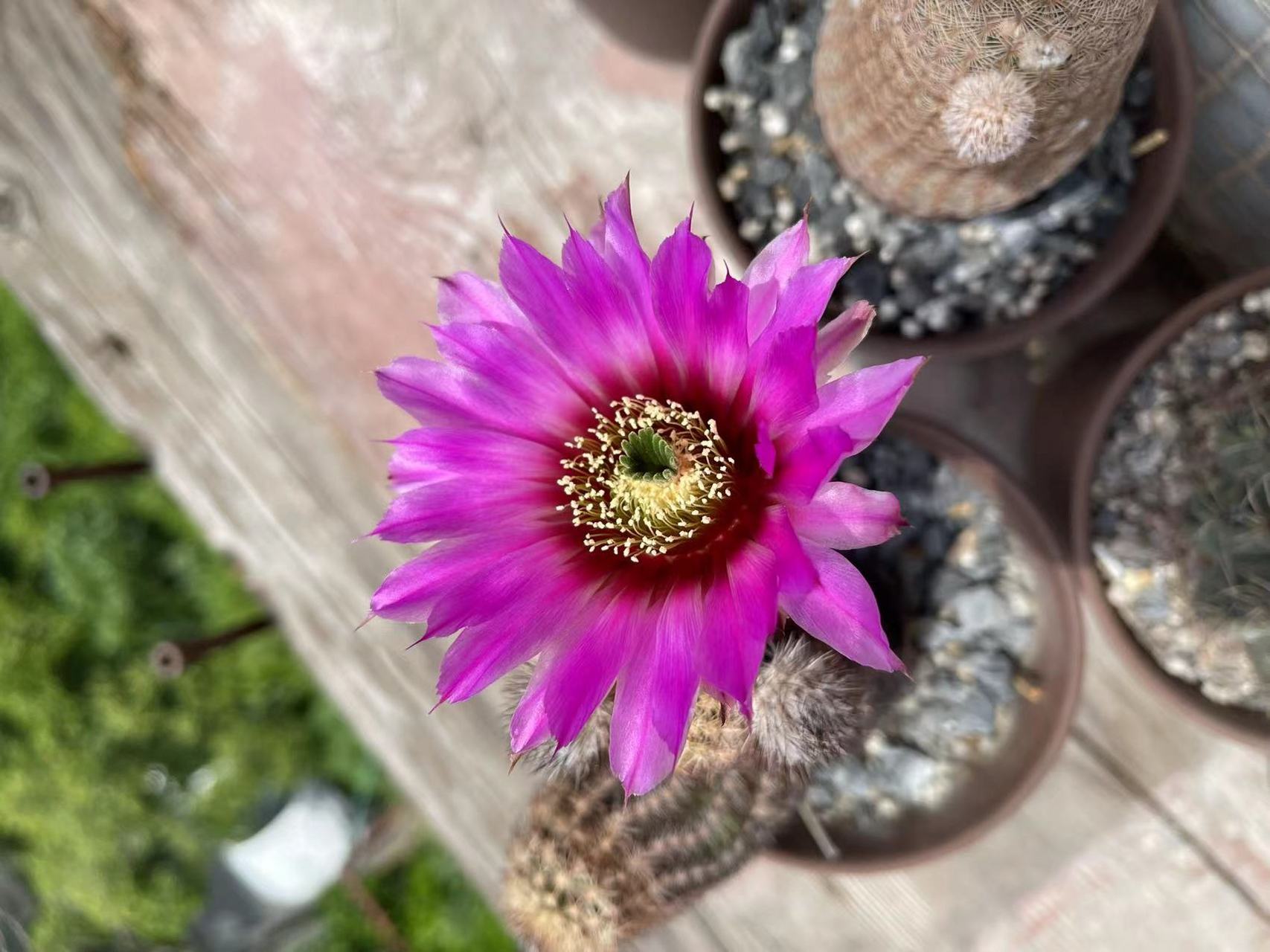 一种叫虾的仙人球 一花友,养的虾,一种仙人球,从种子带大只要3年就