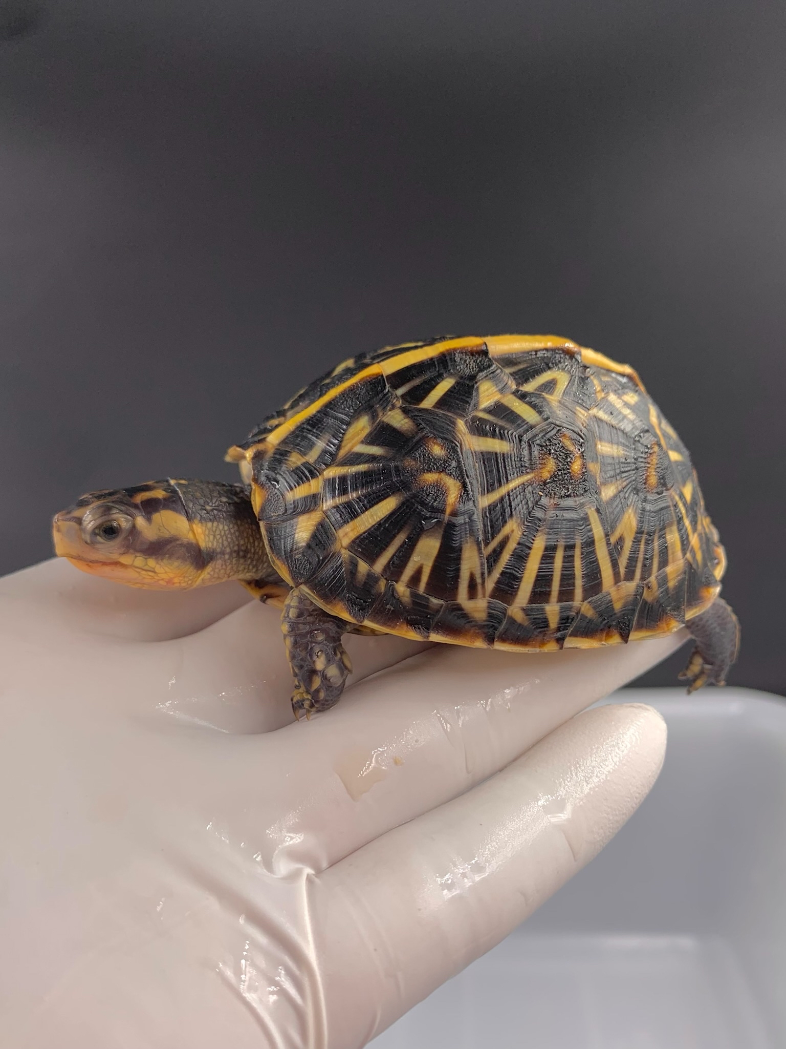 箱龟佛箱怎么养殖?