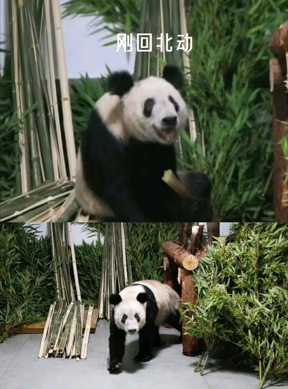 大熊猫丫丫# yy最新动态 今早北动再次发布了yy最新动态,上个星贫二