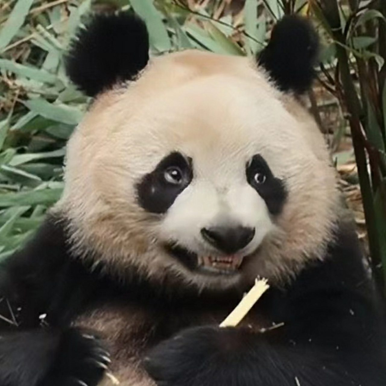 润玥:和我一起笑,嘿嘿 嘿嘿嘿……[大哈]