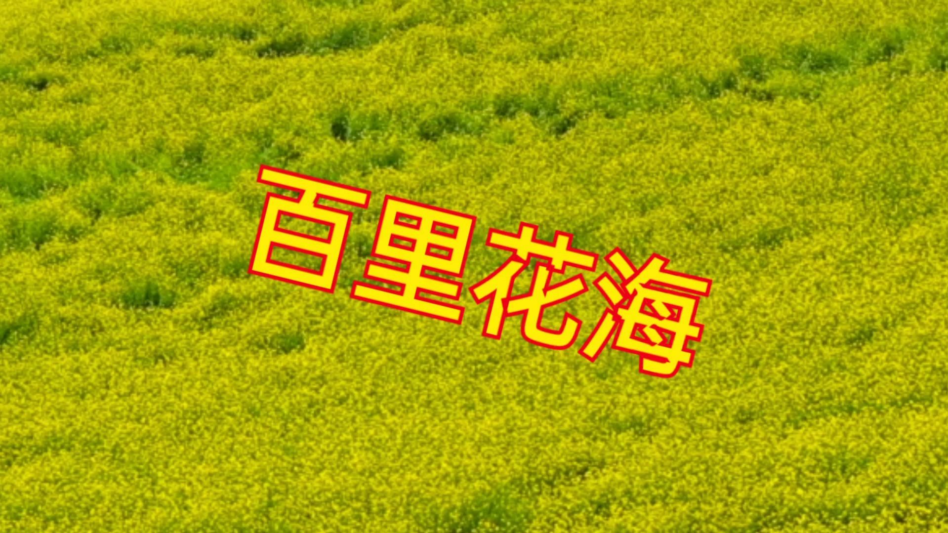 老两口自驾游,在祁连山下门源县看油菜花海,美