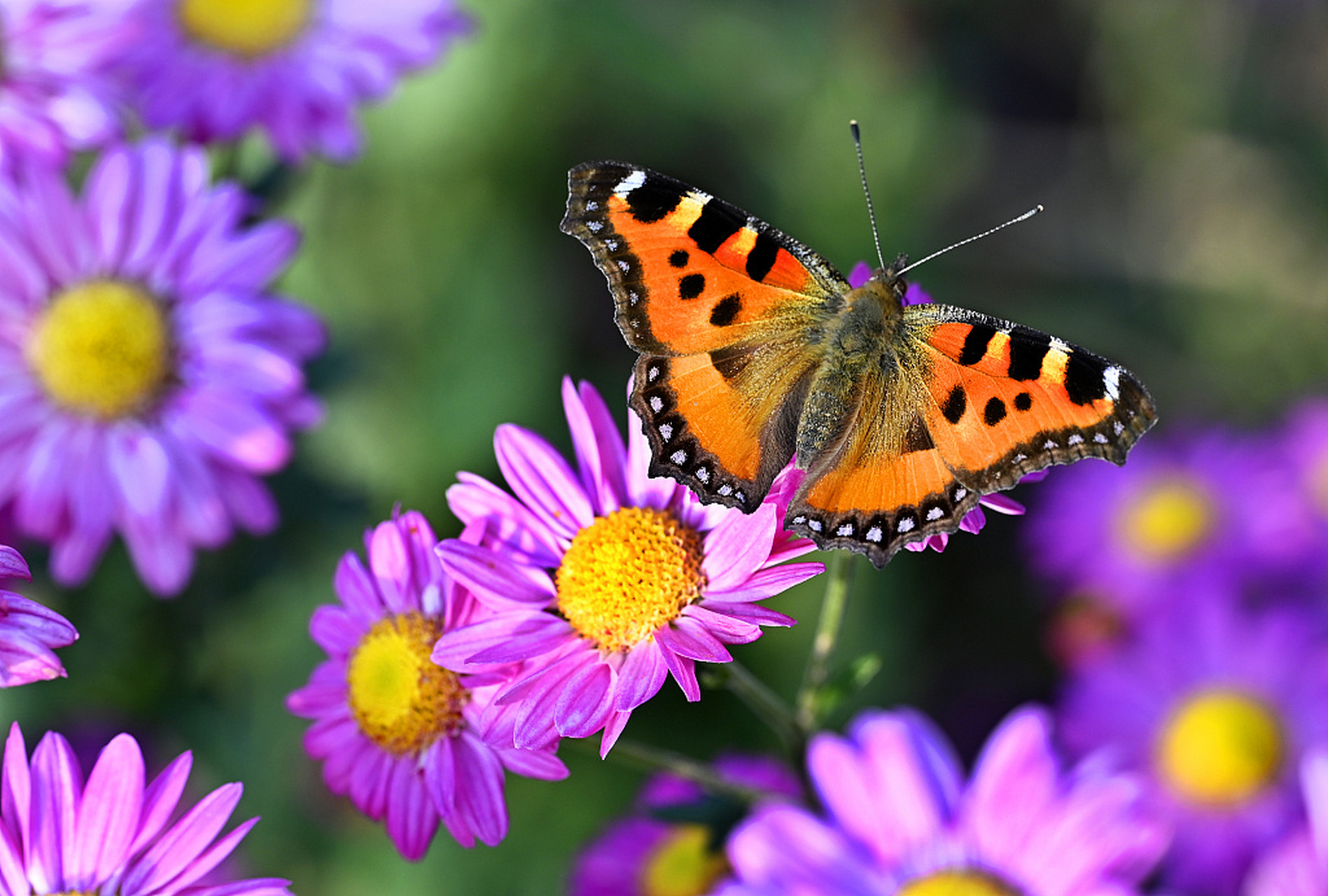 近日,在贵阳息烽县,初冬的花园里菊花依然鲜艳绽放,各色蝴蝶在花间
