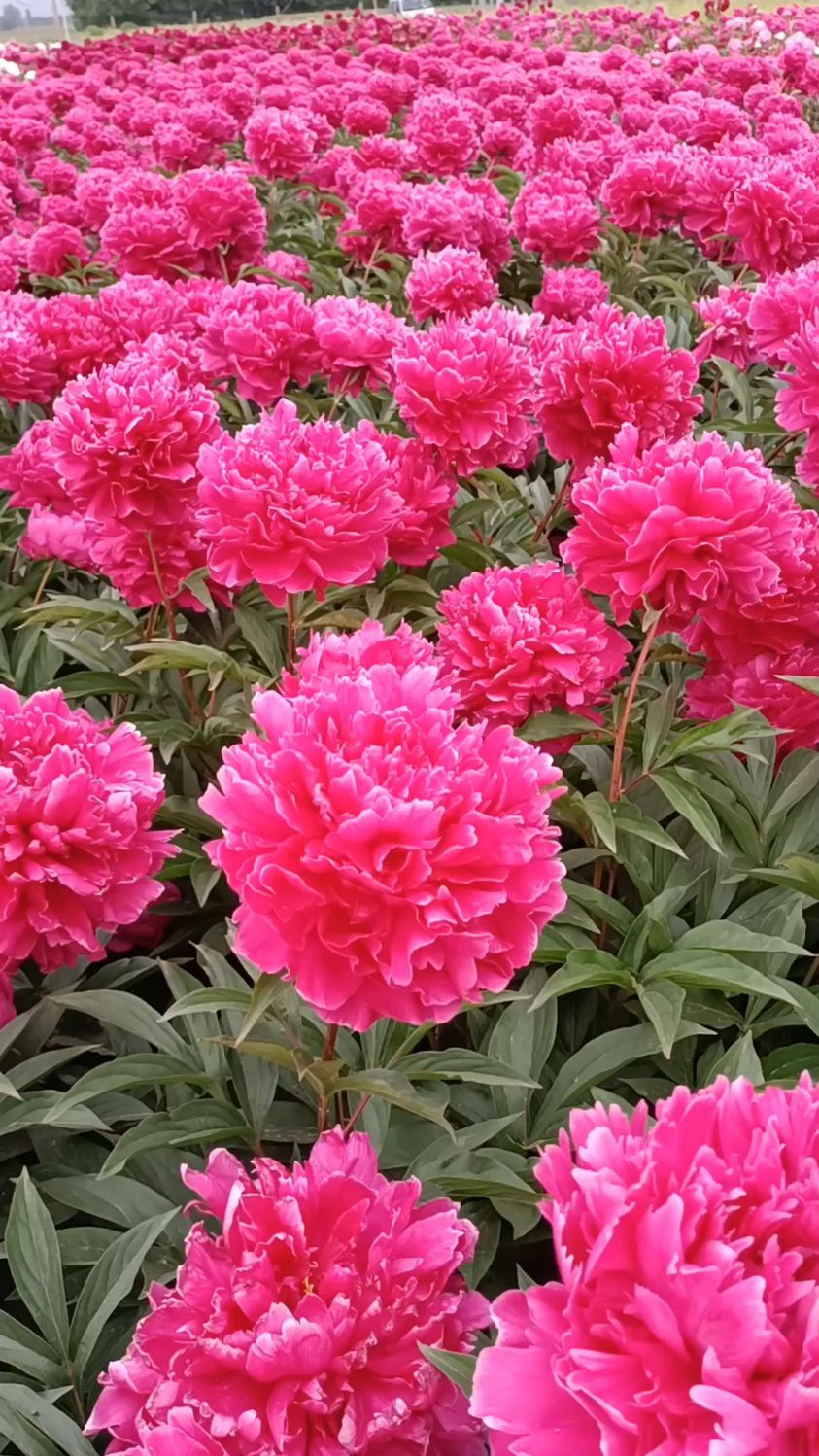 重瓣大芍药,基地实拍