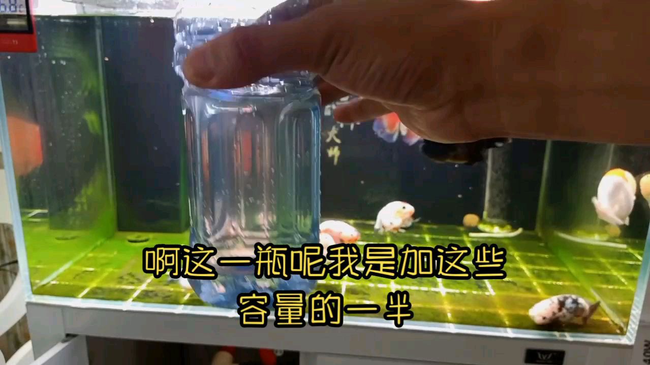 金鱼鳃病,菌腮,最简单有效的预防治疗方式来了