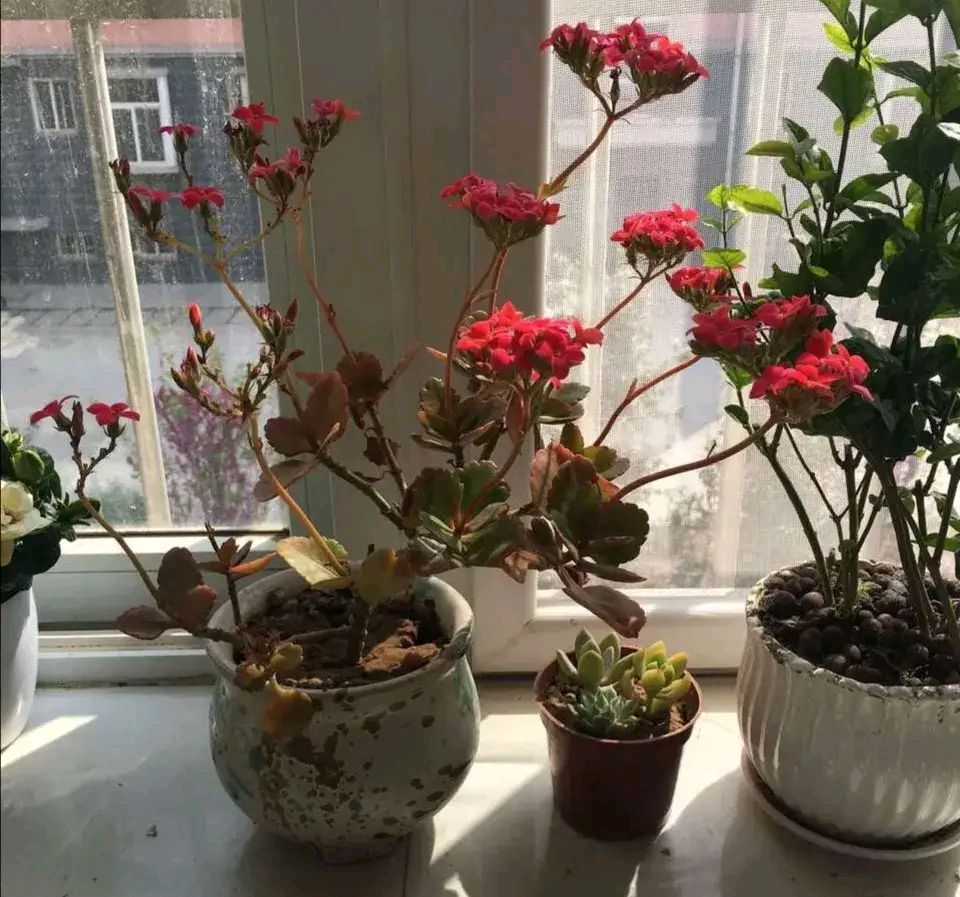 论长寿花秋季修剪打顶的重要性,看图就能立分高下