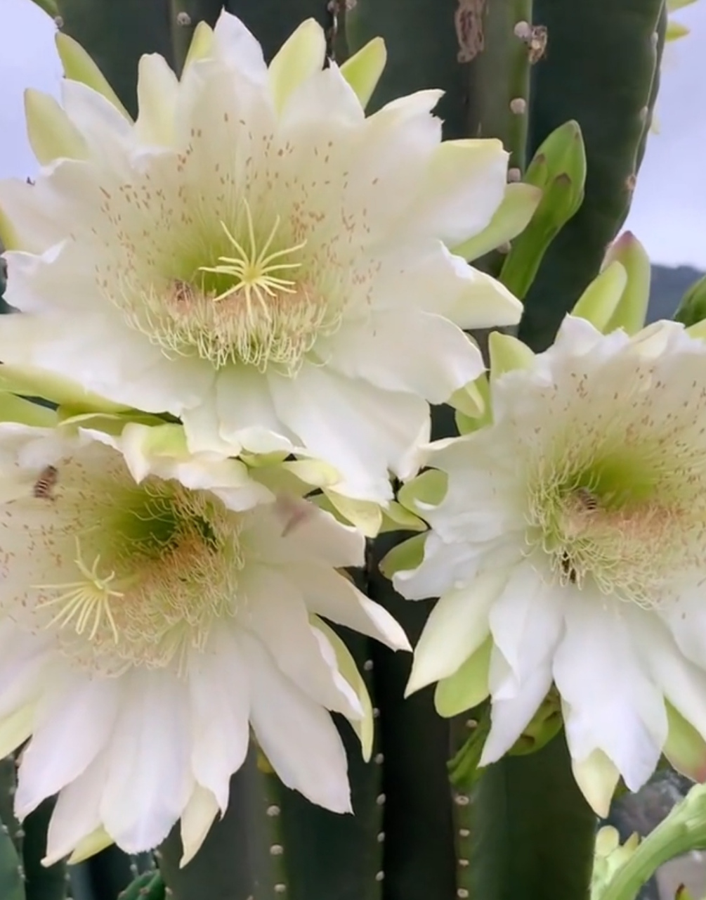 见过量天尺开花吗?