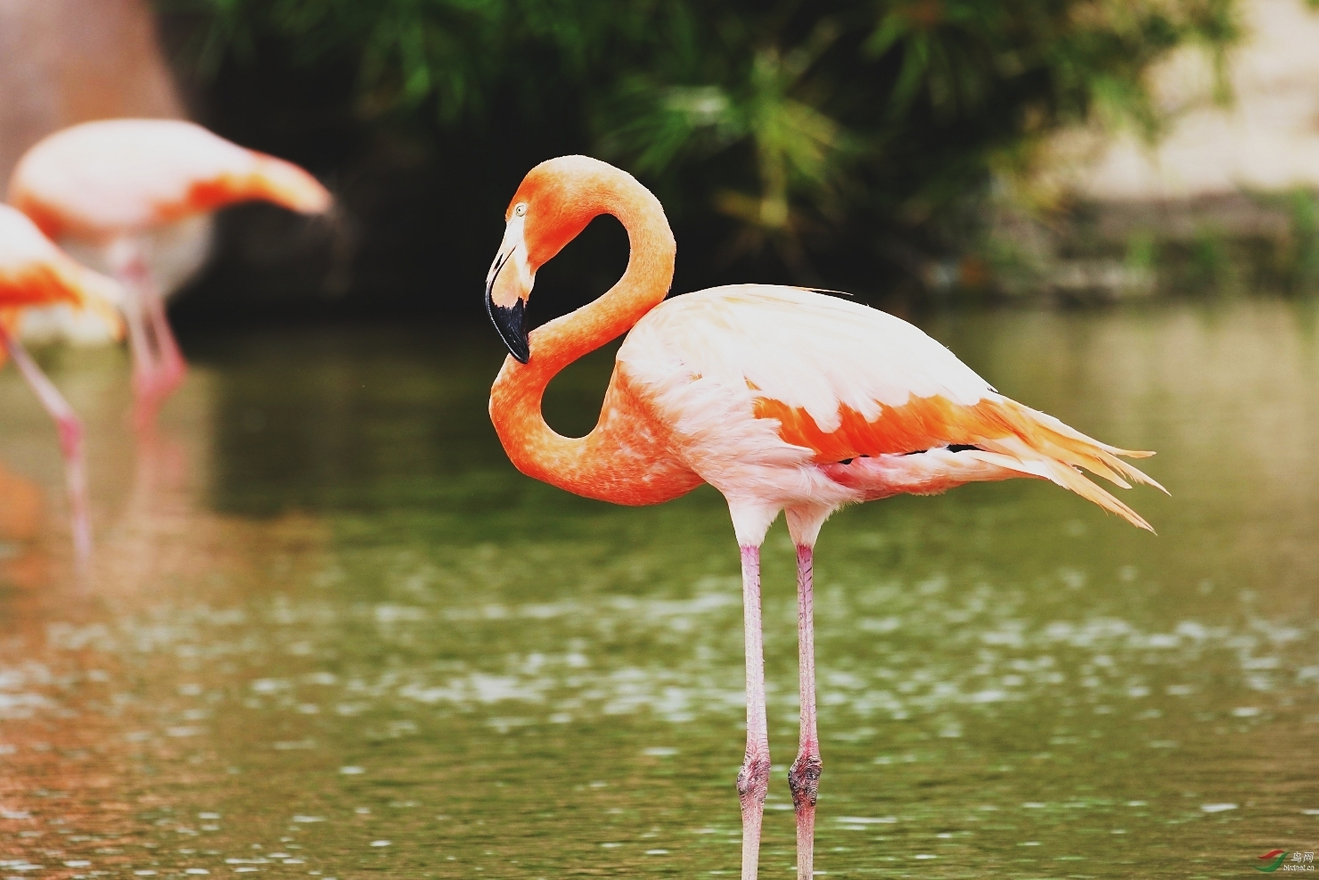 火烈鸟有一双迷人的长腿,并且全身覆盖着鲜艳的粉色羽毛.