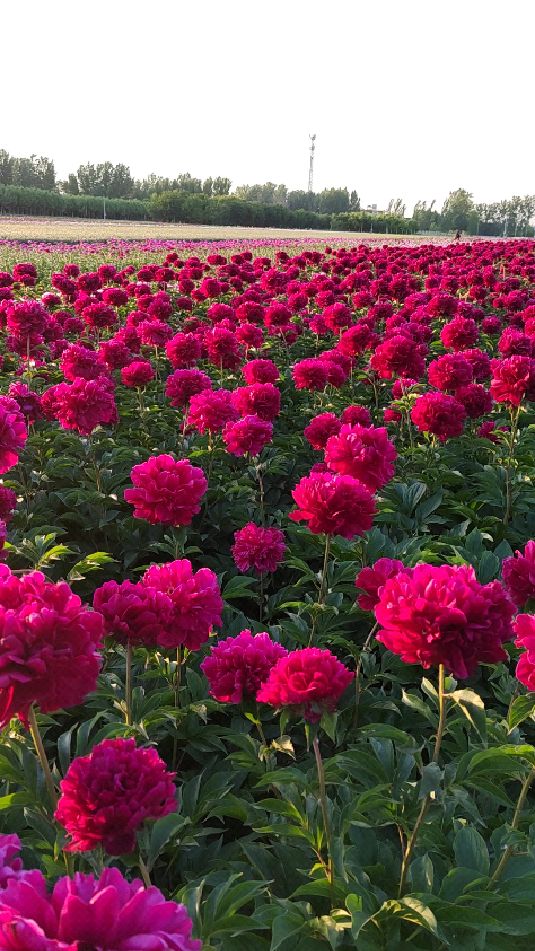 山东菏泽芍药花海