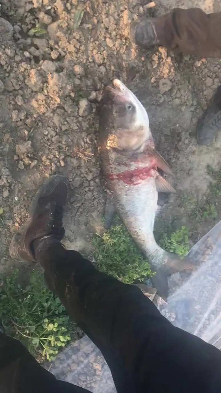 这种可视锚鱼的上鱼速度太快了吧 一会功夫看到錨了好几条大鱼了 吃鱼