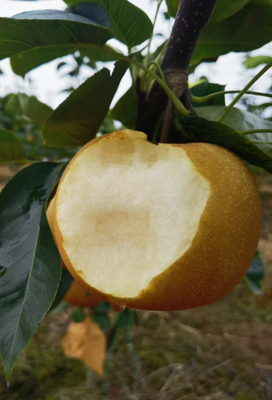 哇,朋友家的梨好漂亮啊,新秀新玉一号梨,67口感饱满,水分充足,品质