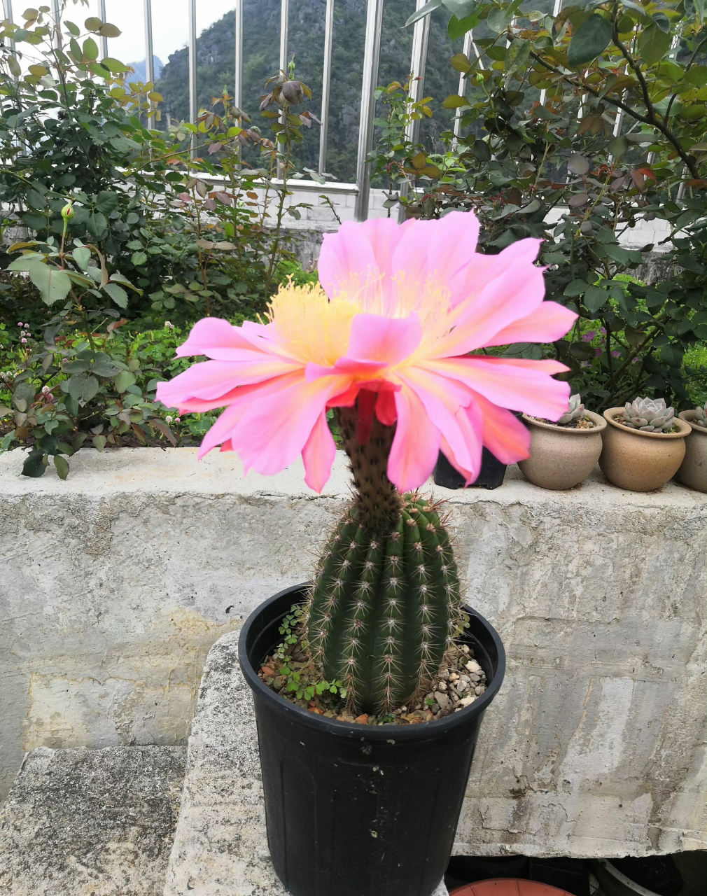 仙人球,仙人球属,毛花柱飞碟,巨大的花,有脸那么大. ​