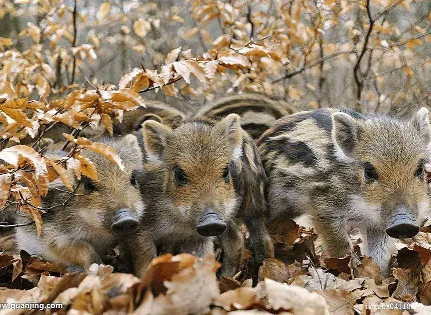 一群小斑猪出来了.  #又萌又可爱的小动物