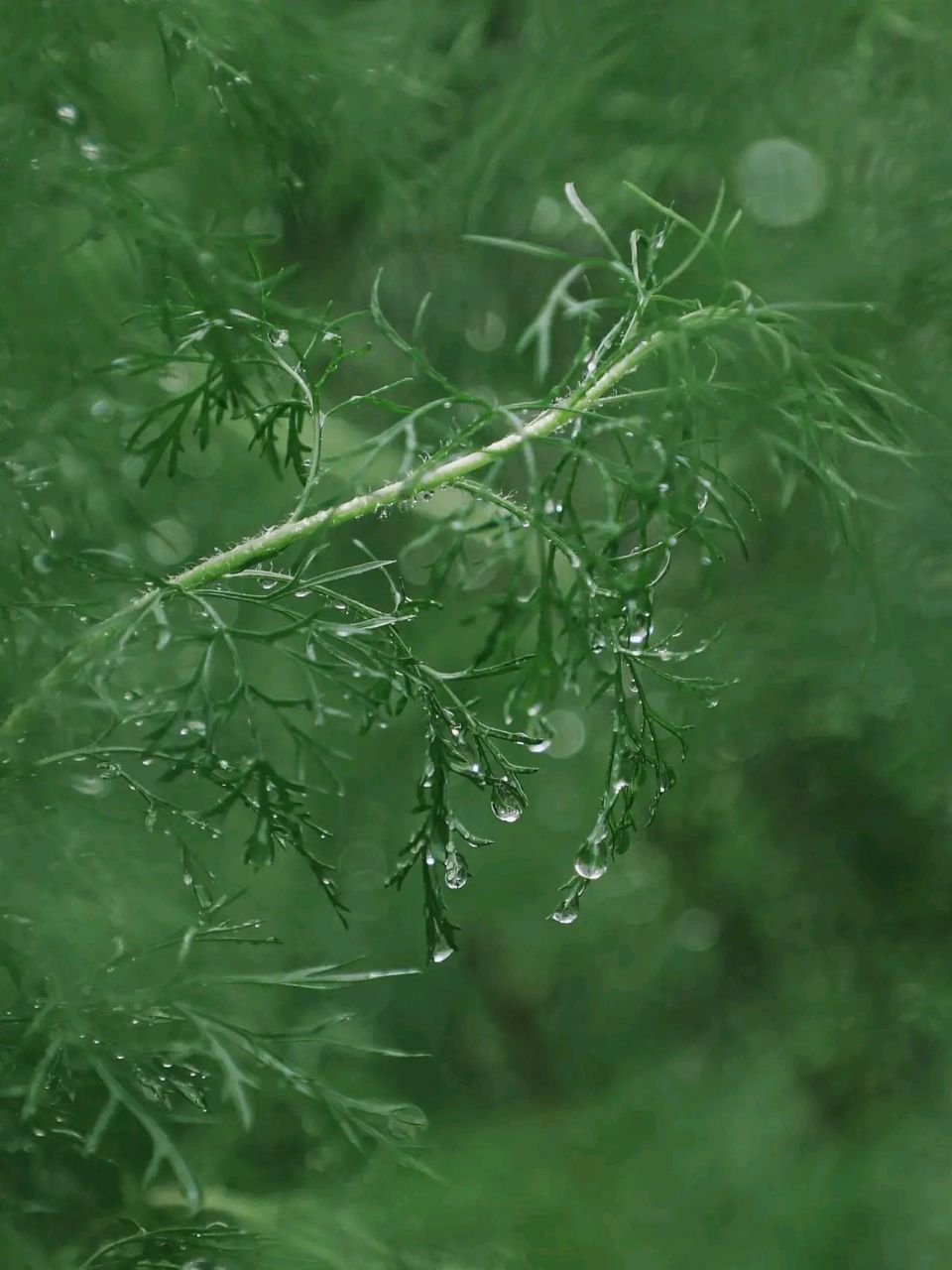 春雨霏霏图片