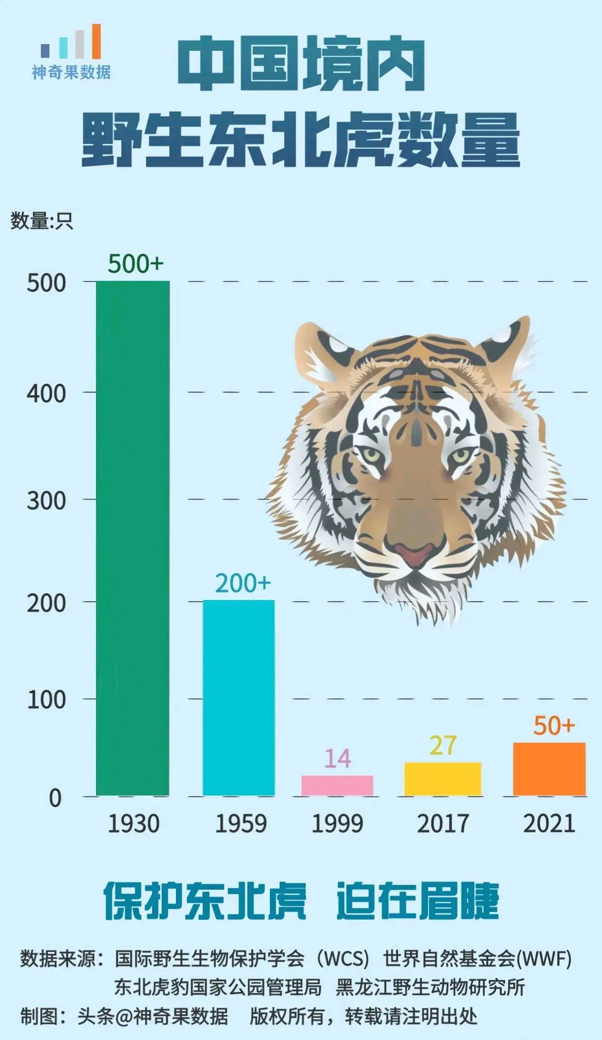 中国野生东北虎数量有多稀少