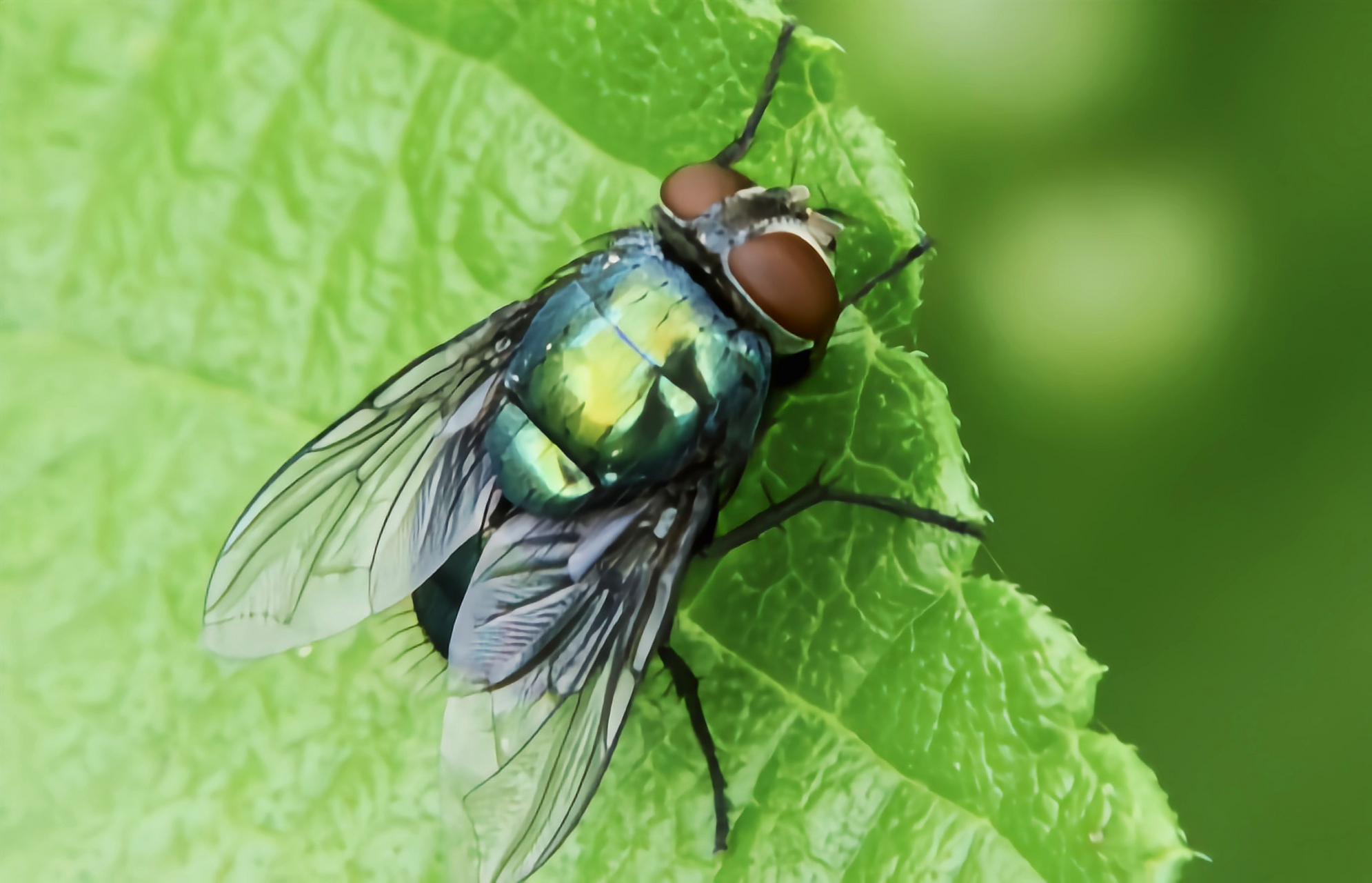 每天认识一种昆虫——大头金蝇 大头金蝇是双翅目,丽蝇科,金蝇属昆虫.