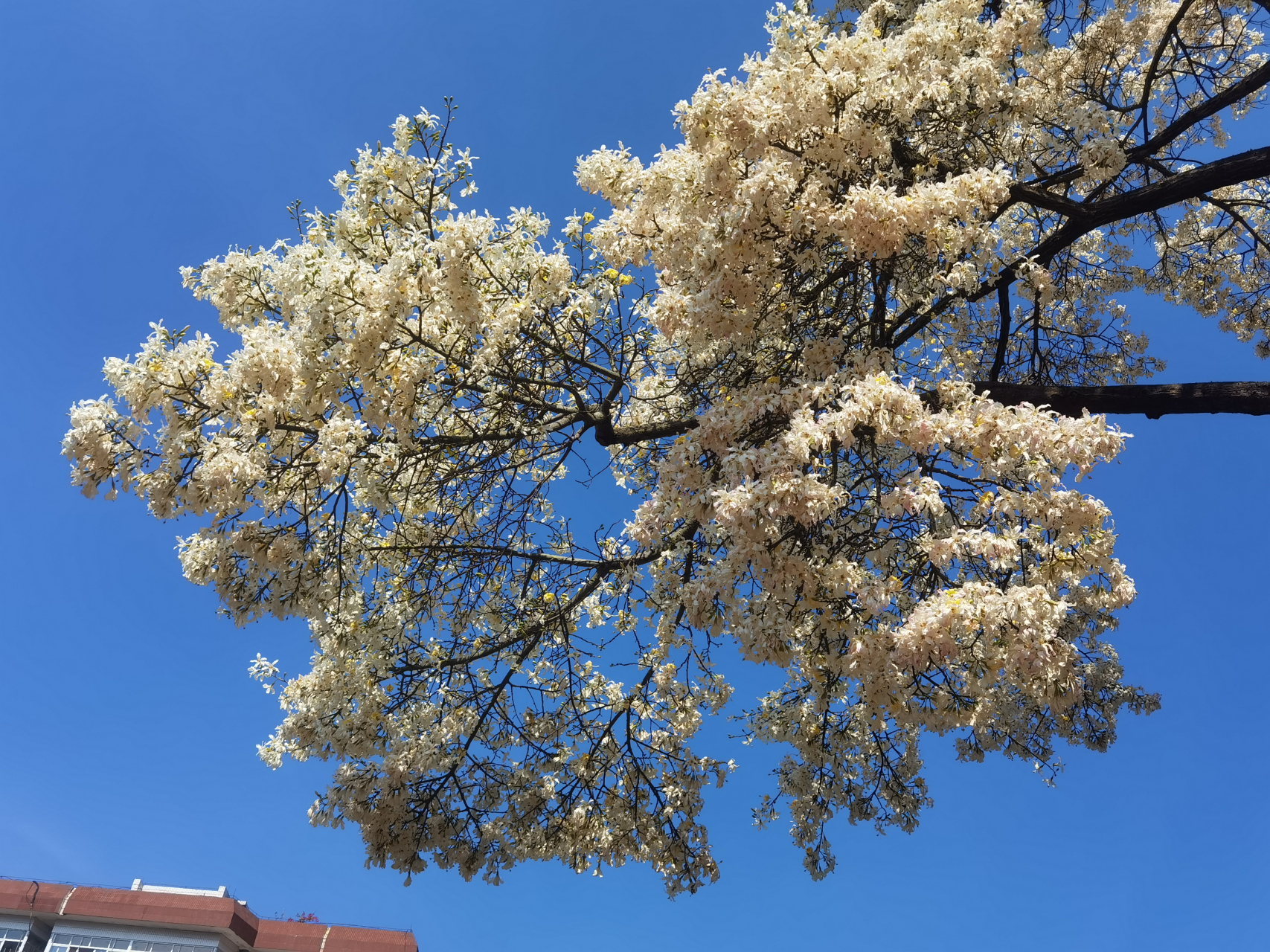 华南师范大学的校园内有一颗白色的异木棉树,这异木棉树不仅是自然