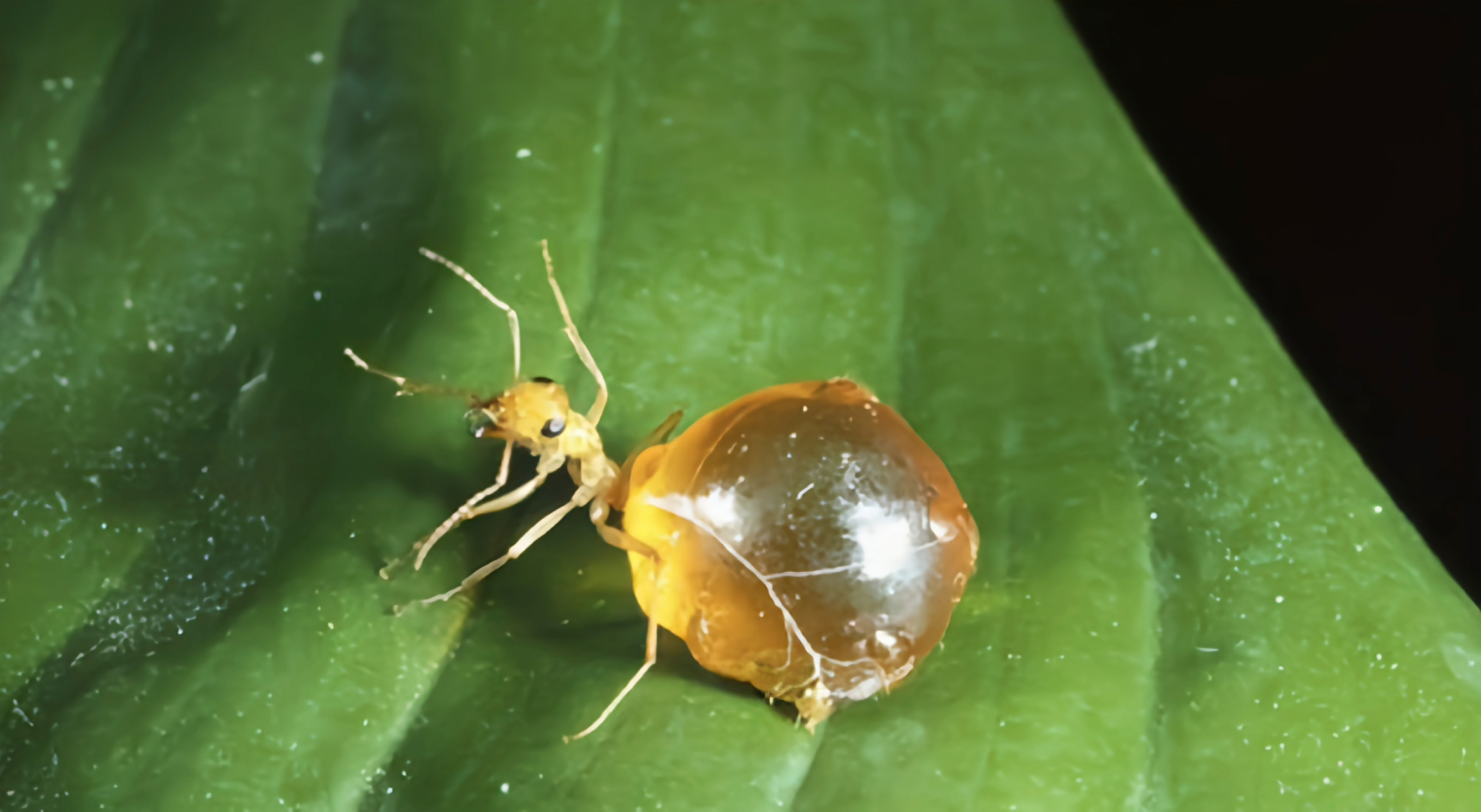 每天认识一种昆虫——蜜蚁 蜜蚁,是对多种具有贮蜜能力的蚂蚁的统称