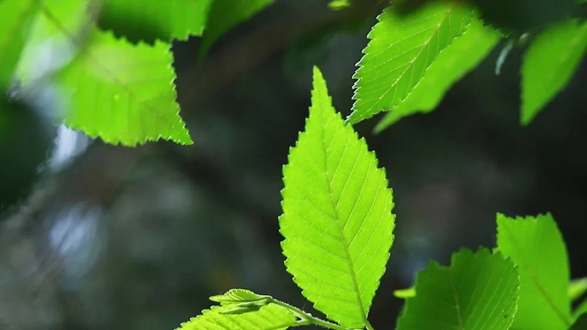 "人只有知道自己无知后,才能从骨子里谦和起来,不再恃才傲物,不再咄咄