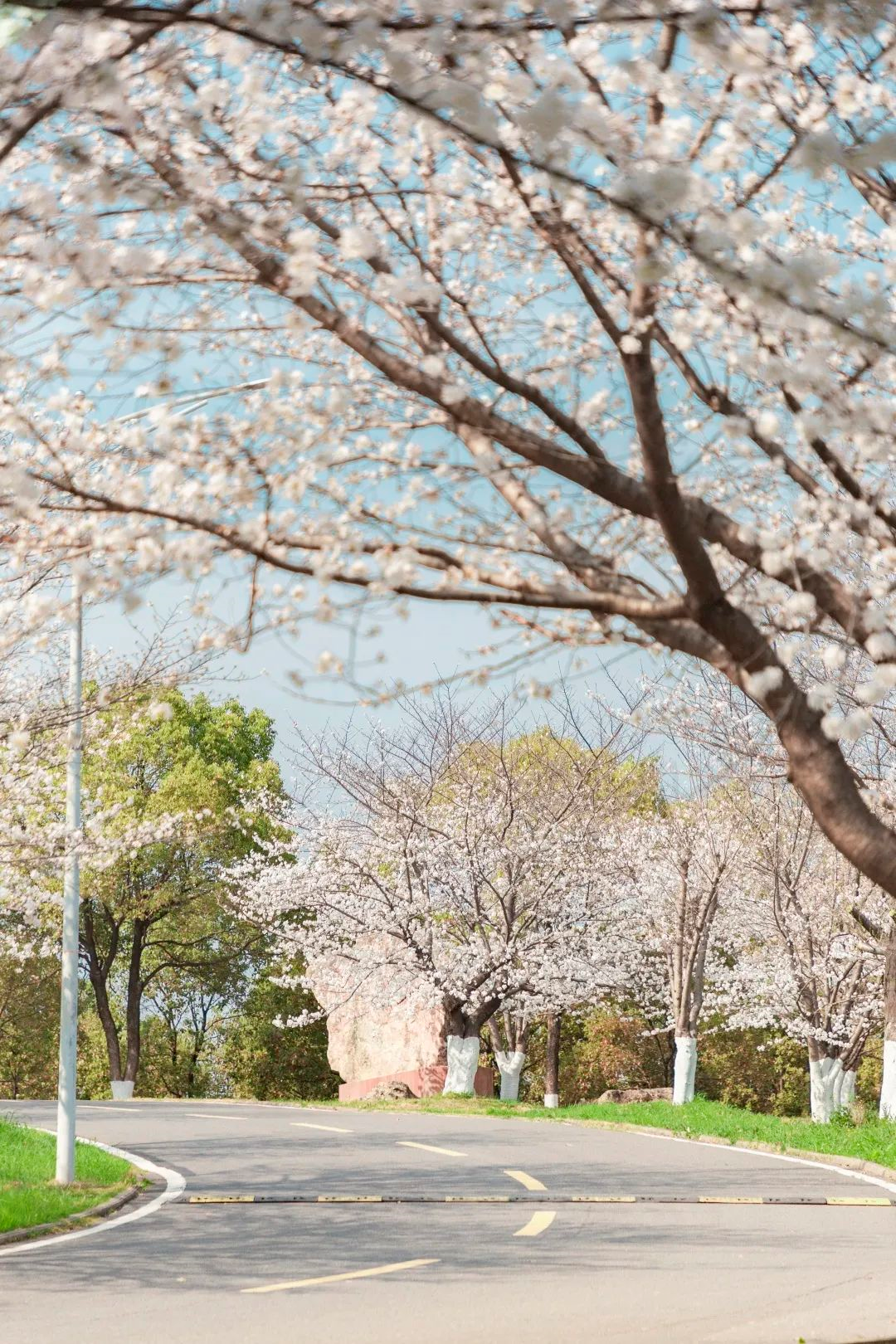 湖北师范大学樱花图片