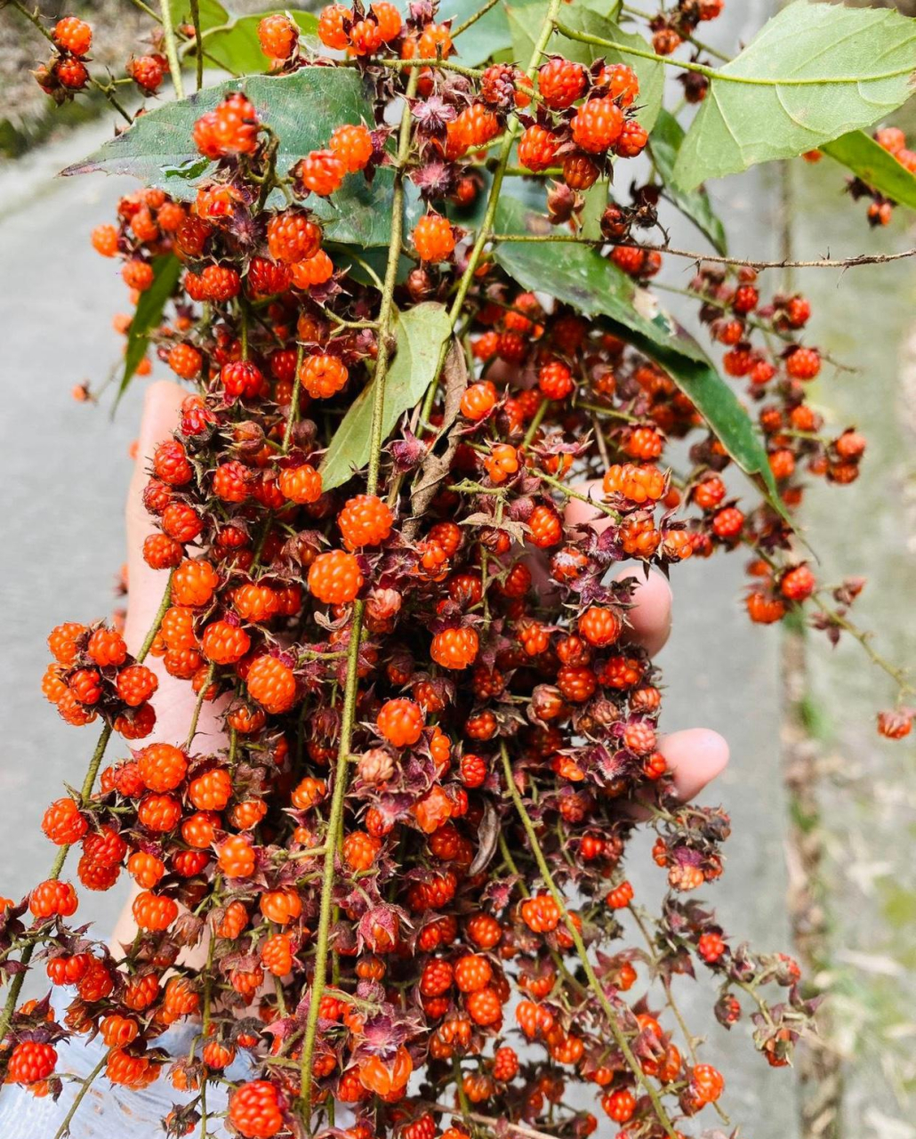 我们这里叫刺泡儿,夏天成熟,非常好吃!是童年的美好记忆之一!