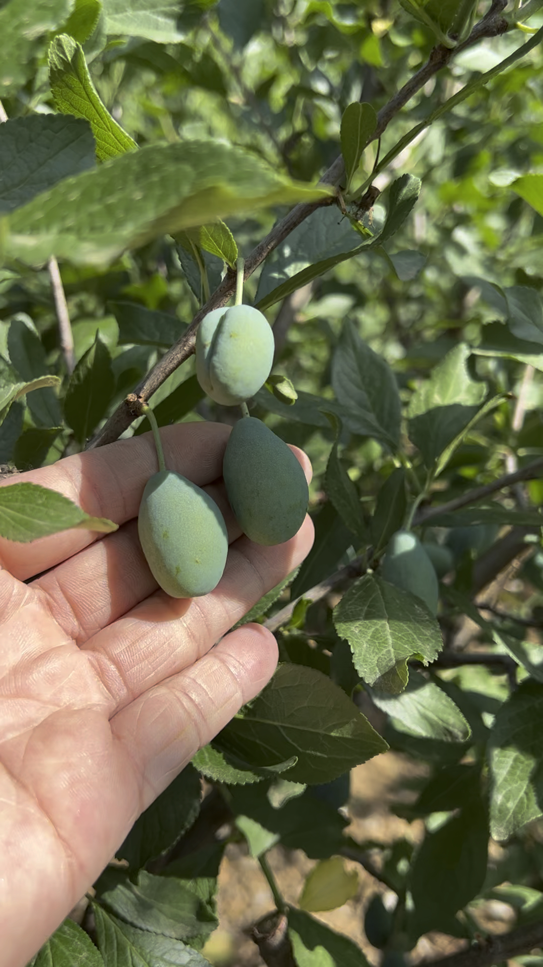 蓝蜜西梅李子结果成串,粗放管理,不舒花 不舒果