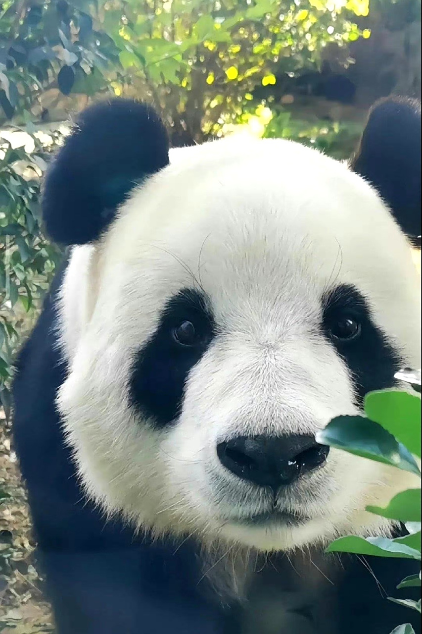#大熊猫# 大熊猫的黑眼圈不仅可以保护眼睛,还有威慑天敌的作用呢! 如