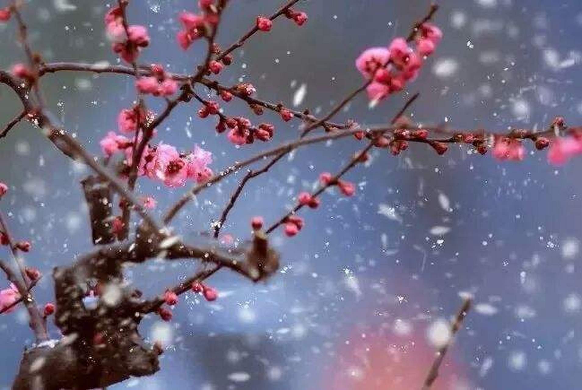 红梅傲雪枝头绽,何惧冰霜严冬寒.