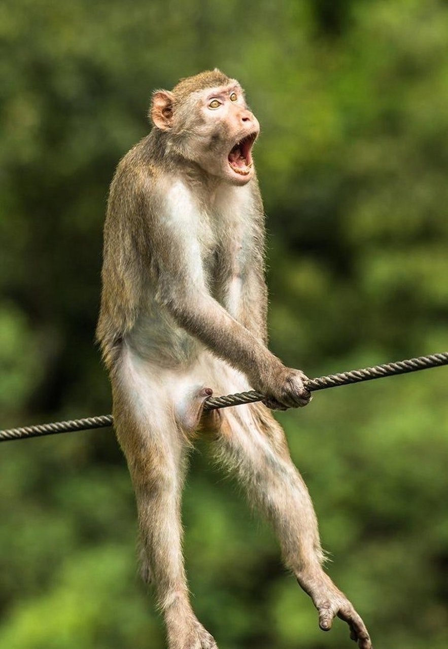 啊,我大意了,一个不小心走钢丝踩空了.  #搞笑# #趣图搞笑# #猴子#