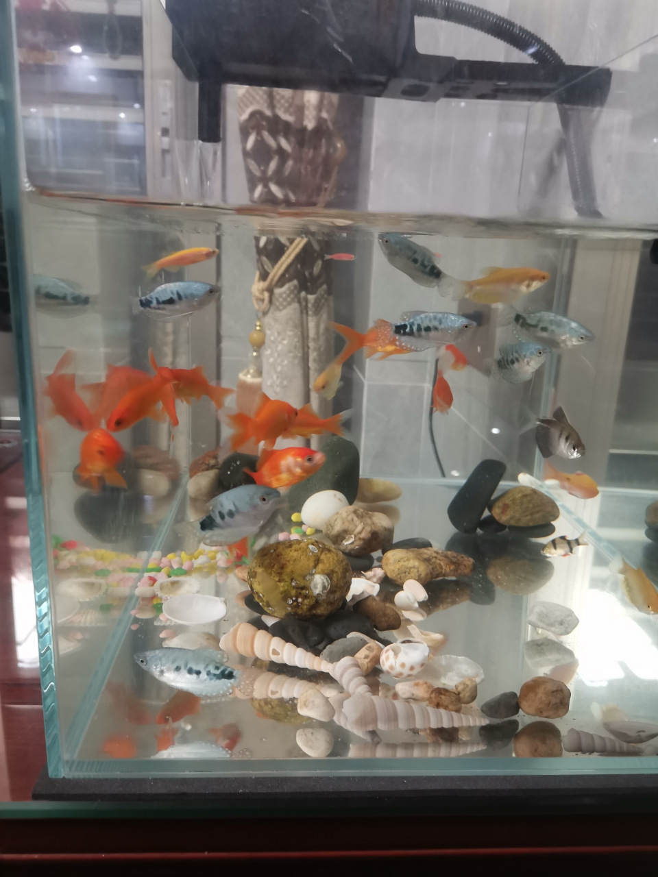 草金鱼热带鱼混养快两周了,死了一条热带鱼,金鱼该分居了[awsl]