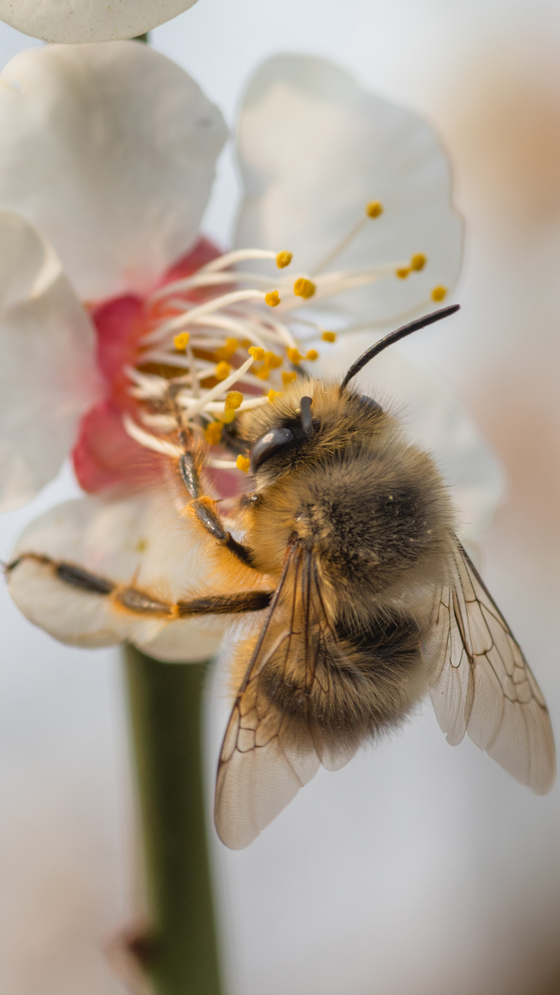 你见过毛茸茸的小蜜蜂吗?