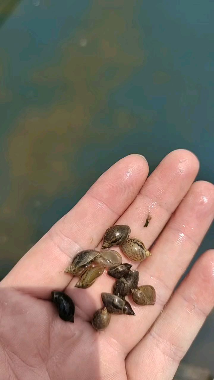 蚂蝗开口饵料飘螺