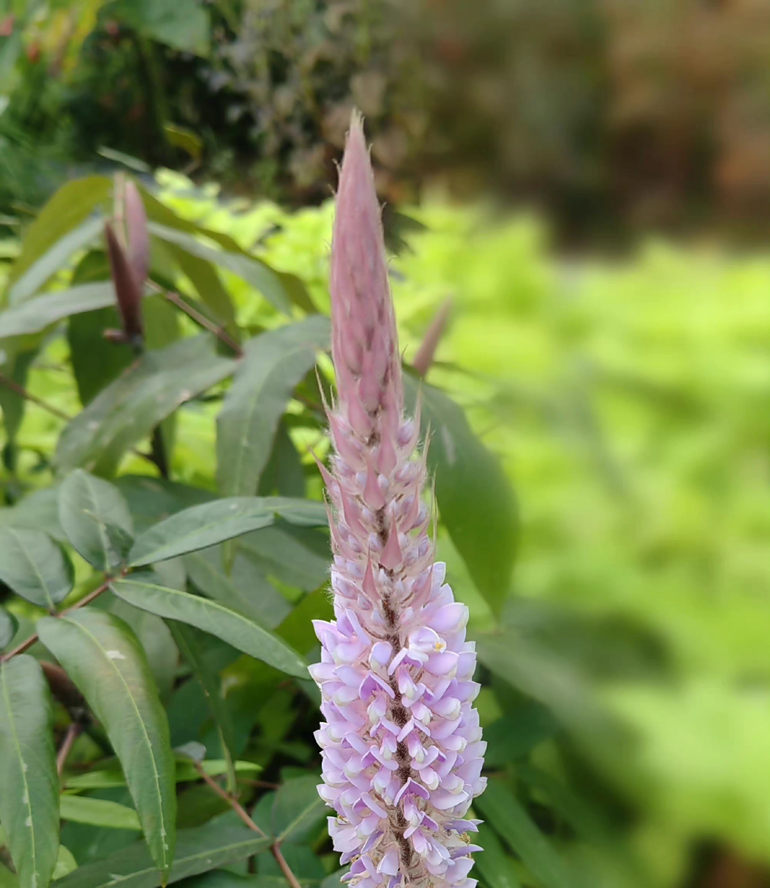 美花狸尾豆:又称美花兔尾草,花瓣蝶形紫粉色,根叶和全草药用,花如兔尾