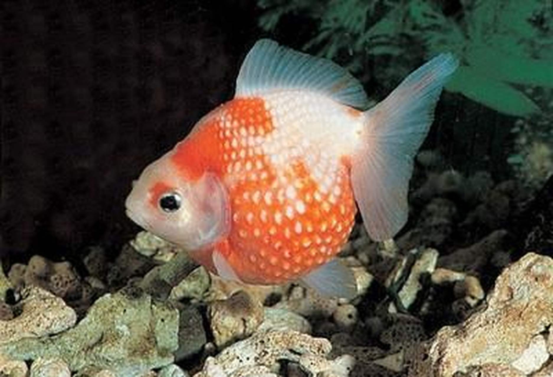 珍珠鳞金鱼,娇贵的鱼#娱乐##观赏鱼