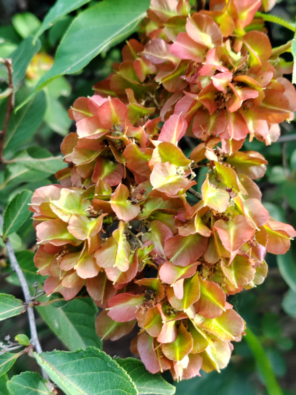 花开成簇的雷公藤也很美,大自然写真摄影图片