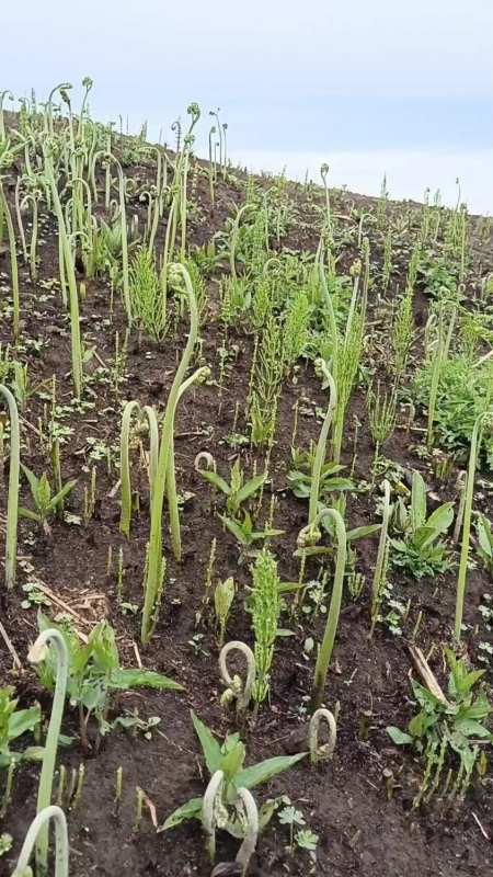 想过瘾的老铁们快来啊,两天前采过,留下的的小蕨菜长高了,今天又来了