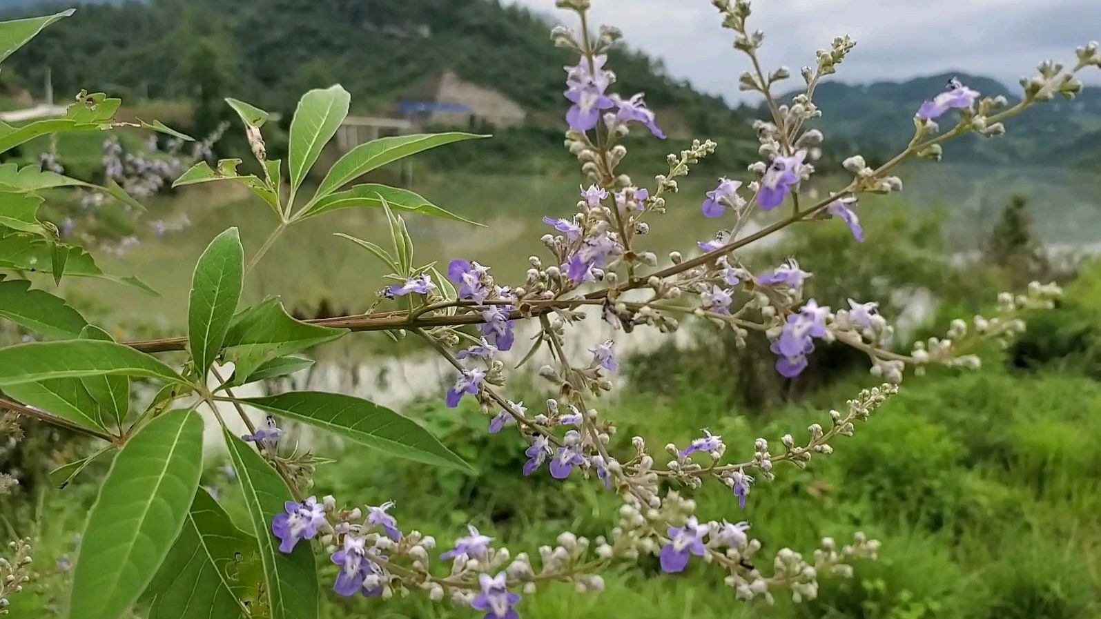 农村常见植物黄荆树,开紫色小花,城里人喜欢用它做盆景